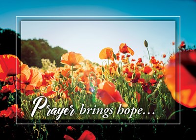 Hope Blooms Encouragement Boxed Cards (box of 12) (Cards)