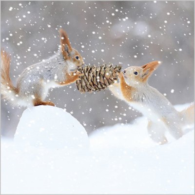 Christmas Cards: Squirrels In Snow (Pack of 4) (Cards)