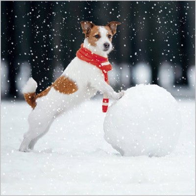 Christmas Cards: Dog & Snowball (Pack of 4) (Cards)