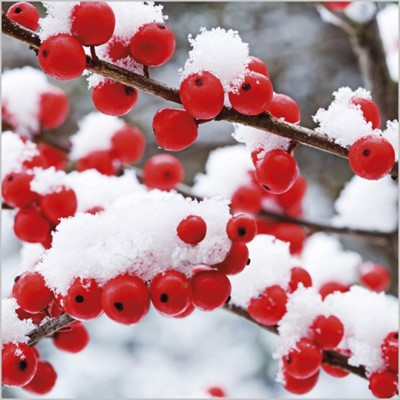Christmas Cards: Red Berries & Snow (Pack of 4) (Cards)