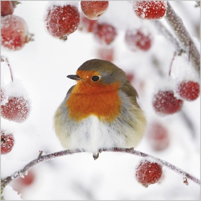 Christmas Cards: Robin & Red Berries (Pack of 4) (Cards)
