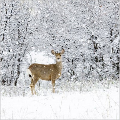 Christmas Cards: Deer In Snowy Wood (Pack of 4) (Cards)