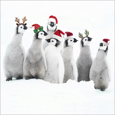 Christmas Cards: Penquins In Hats (Pack of 4) (Cards)