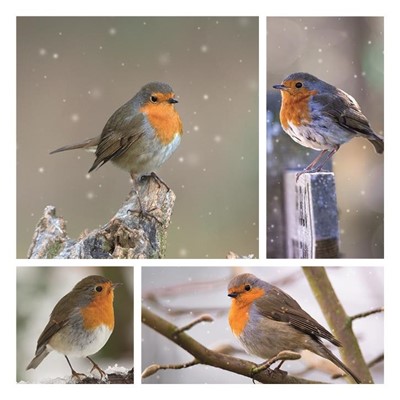 Robin Christmas Cards (pack of 10) (Cards)