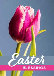 Easter Mini Cards: Easter Blessings Tulip (Pack of 4) (Cards)