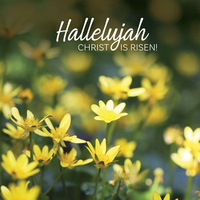 Hallelujah Flowers Easter Cards (Pack of 5) (Cards)