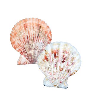 Scalloped Seashells (General Merchandise)