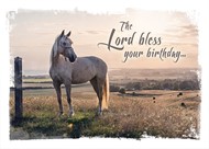 Wild & Free All Occasion Boxed Cards (box of 12)
