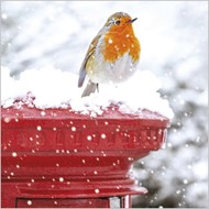 Christmas Cards: Robin On Post Box (Pack of 4)