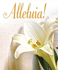 Alleluia! Easter Lilies Bulletin, Large (Pkg of 50)
