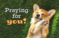 Praying for you! Postcard (pack of 25) (Postcard)