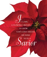 Savior Poinsettia Christmas Bulletin, Large (Pkg of 50) (Loose-leaf)