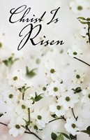 Christ Is Risen Dogwood Easter Bulletin (Pkg of 50) (Loose-leaf)